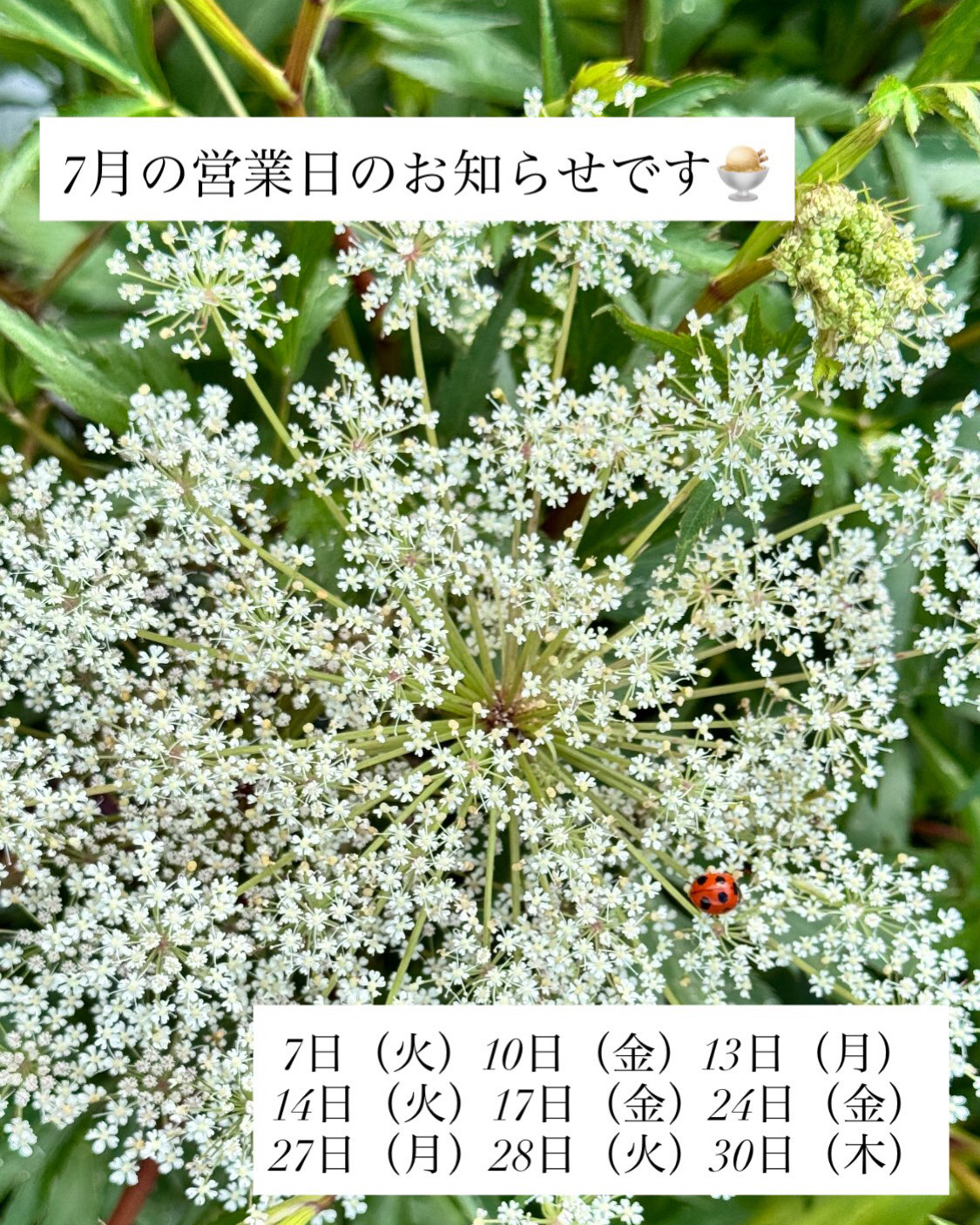 あおや店舗、営業日について